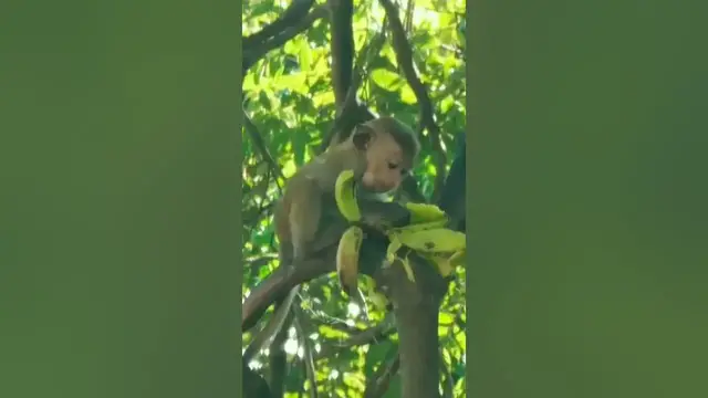 'Video thumbnail for Monkey eating bananas #shorts'