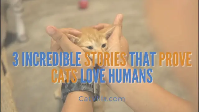 Video thumbnail for 3 Incredible Stories That Prove Cats Love Humans