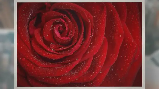 Video thumbnail for Can Roses Be Grown Indoors?