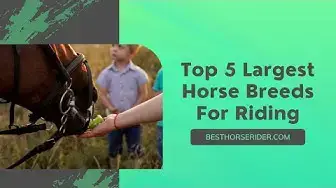 Video thumbnail for Top 5 Largest Horse Breeds For Riding
