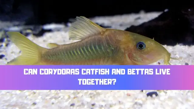 Video thumbnail for Can Corydoras Catfish And Bettas Live Together? (A Bettas Perfect Tank Mate?)
