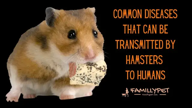 'Video thumbnail for Hamsters zoonotic diseases '