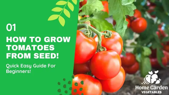 Video thumbnail for How To Grow Tomatoes From Seed