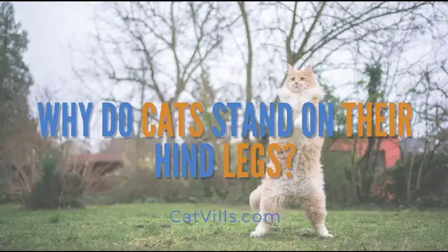 Video thumbnail for WHY DO CATS STAND ON THEIR HIND LEGS