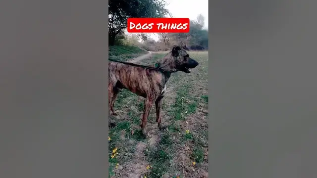 'Video thumbnail for Dog things #dogs #shorts'