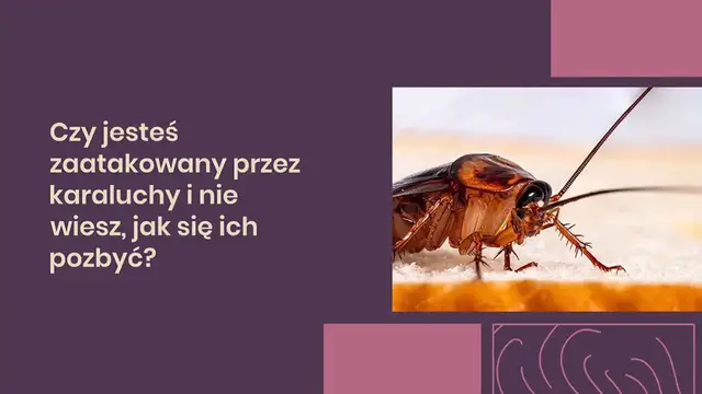 Video thumbnail for Jak używać cukru, aby szybko pozbyć się karaluchów w domu?