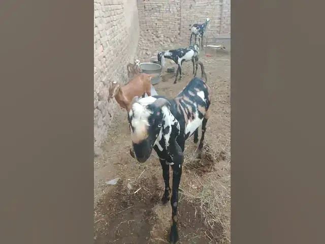 Video thumbnail for kala sa piyara bakra