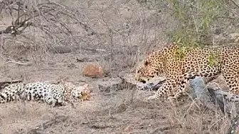 Video thumbnail for How Not to Wake Up a Female Leopard!
