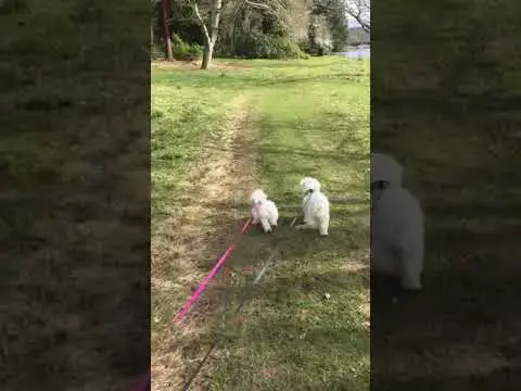 'Video thumbnail for A walk in the Perth countryside with my bro Django with the odd pounce 😈😁 #maltesepuppies #dogs'