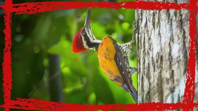 Video thumbnail for Greater Flameback (Chrysocolaptes guttacristatus) Call, Sound & Song | Greater Flameback Video