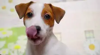 Video thumbnail for Jack Russell Terriers Playing Compilation  - Cute, Funny and Adorable #jackrussellterrier #jrt
