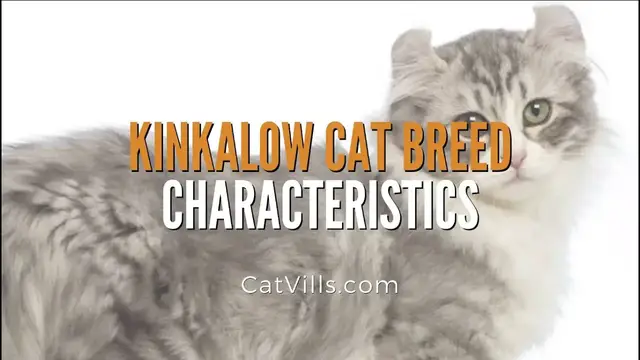 Video thumbnail for KINKALOW CAT BREED CHARACTERISTICS