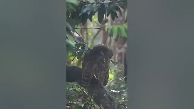 Video thumbnail for Owl |Brown fish owl