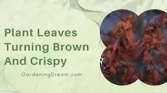 'Video thumbnail for Plant Leaves Turning Brown And Crispy'