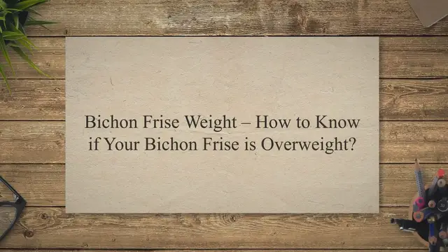 Video thumbnail for Bichon Frise Weight – Is Your Bichon Frise Overweight?
