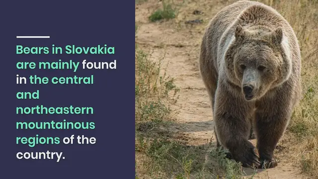 'Video thumbnail for ALL About Bears in Slovakia'