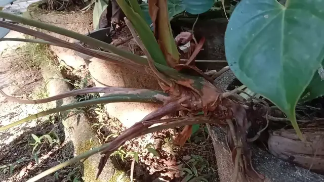 Video thumbnail for Red Anthurium Blooming | Relaxing Nature Video