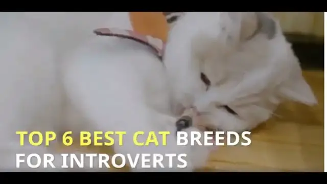 Video thumbnail for TOP 7 BEST CAT BREEDS FOR INTROVERTS