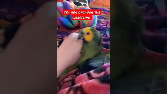 Video thumbnail for Amazon parrot plays boxing with his friend