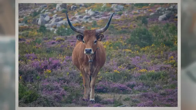 Video thumbnail for Do Cows Have Horns? – Animal Husbandry 101