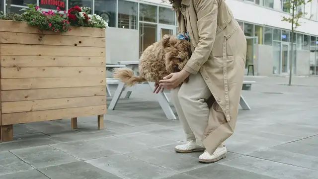 'Video thumbnail for Dog and owner'