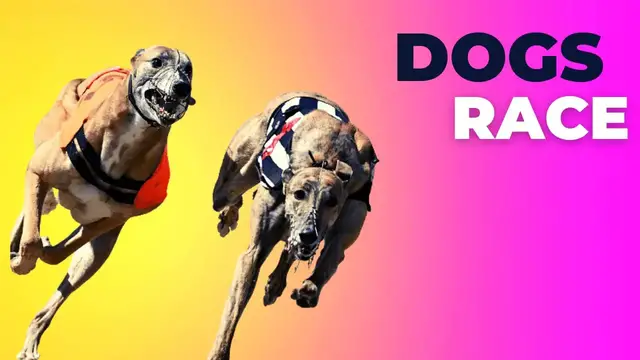 Video thumbnail for Dog Racing | Track race | Information