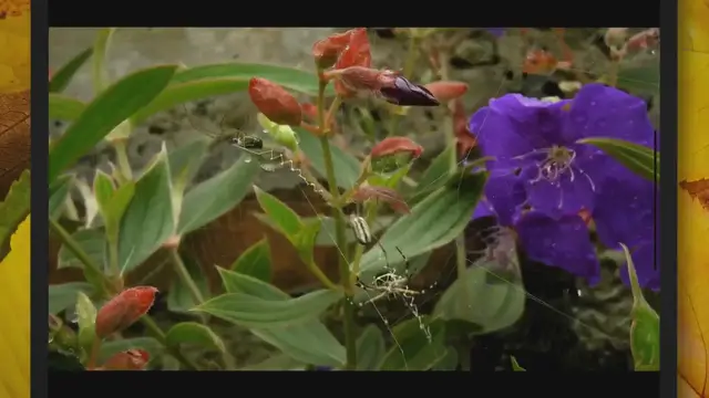 Video thumbnail for These Five Aggressive Insects Can Turn Any Camping Trip Into a Nightmare