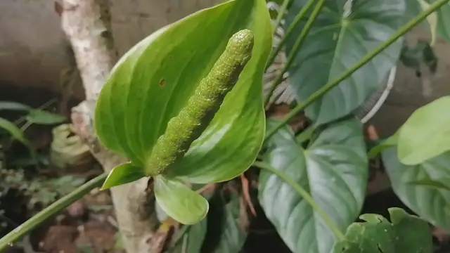 Video thumbnail for White Anthurium Flower