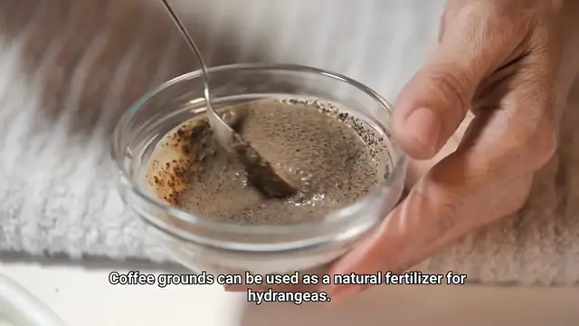 Video thumbnail for Coffee Grounds For Hydrangeas