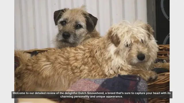 Video thumbnail for Dutch Smoushond: The Charming and Affectionate Companion