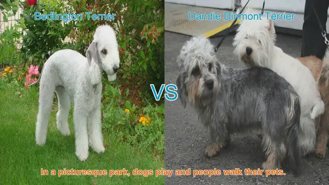 Video thumbnail for Bedlington Terrier vs. Dandie Dinmont Terrier: A Comparison of Two Distinct Breeds