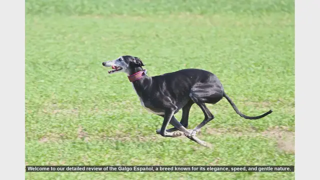 Video thumbnail for Galgo Español: The Elegant and Gentle Speedster - A Detailed Review