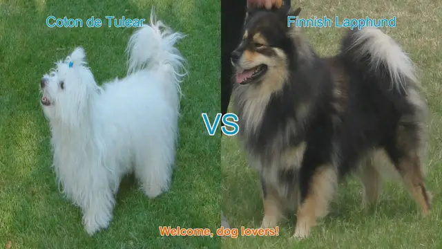 Video thumbnail for Coton de Tulear vs. Finnish Lapphund: A Comparison of Adorable Long-Hair Dog Breeds