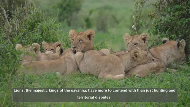 Video thumbnail for 10 Cool Facts: How Lions Beat the Heat