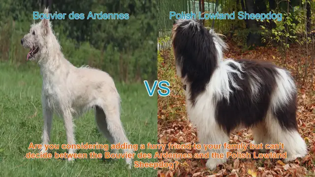 Video thumbnail for Bouvier des Ardennes vs. Polish Lowland Sheepdog: A Comprehensive Comparison