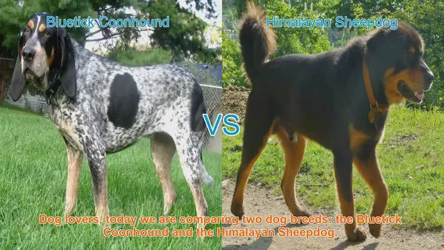 Video thumbnail for Bluetick Coonhound vs. Himalayan Sheepdog: A Breed Comparison