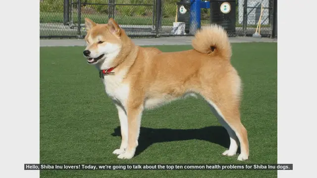 Video thumbnail for Top 10 Common Health Problems in Shiba Inu Dogs