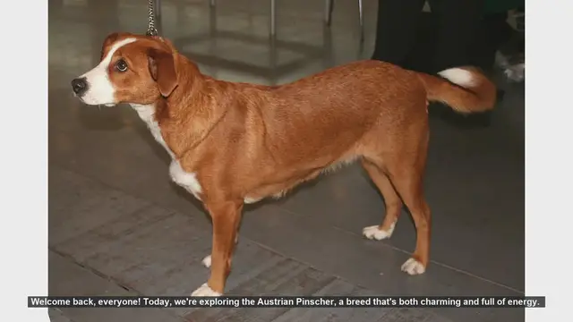 Video thumbnail for Austrian Pinscher: Pros and Cons of This Energetic Breed