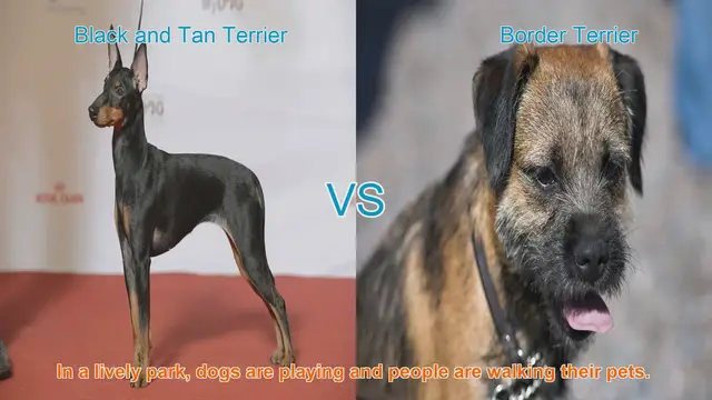 Video thumbnail for Black and Tan Terrier vs. Border Terrier: A Comparison