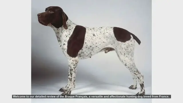Video thumbnail for Braque Français: The Perfect Hunting Dog and Family Companion