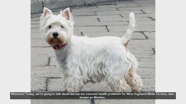 Video thumbnail for Top 10 Common Health Problems in West Highland White Terriers