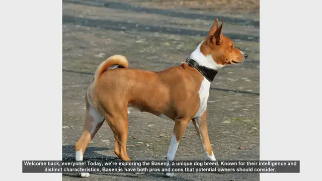 Video thumbnail for The Pros and Cons of Owning a Basenji: What You Need to Know