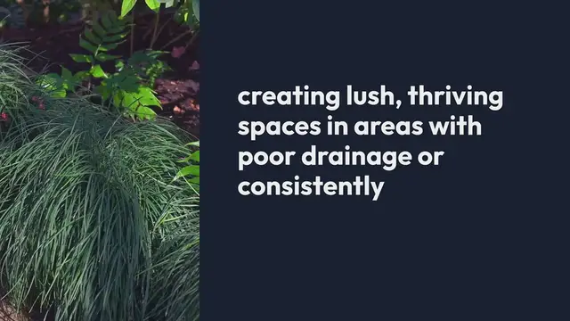 Video thumbnail for Bog Garden Design Tips