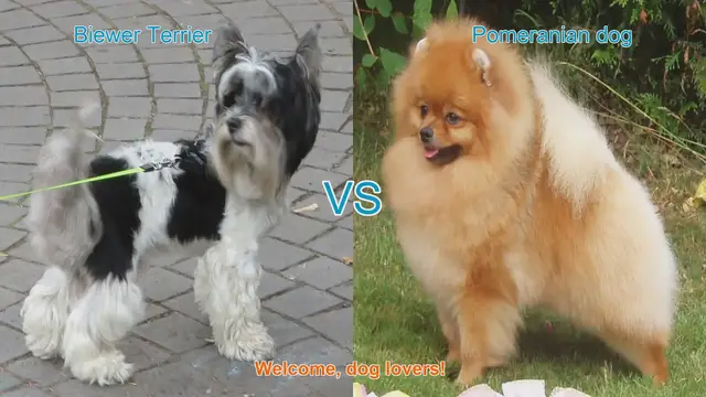Video thumbnail for Biewer Terrier vs. Pomeranian: A Comparison of Adorable Dog Breeds