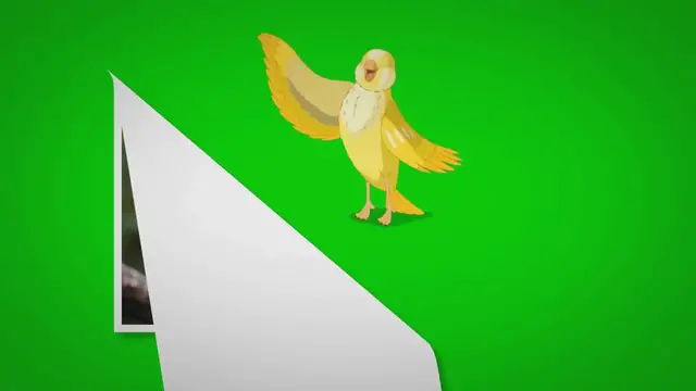 Video thumbnail for Can a Peacock Fly? – Peacocks Flying Facts