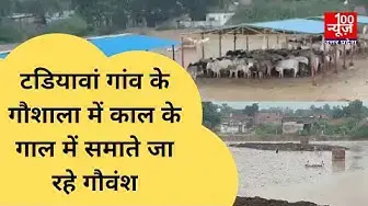 Video thumbnail for #हरदोई : टडियावां गांव के गौशाला में काल के गाल में समाते जा रहे गौवंश । @100Newsup