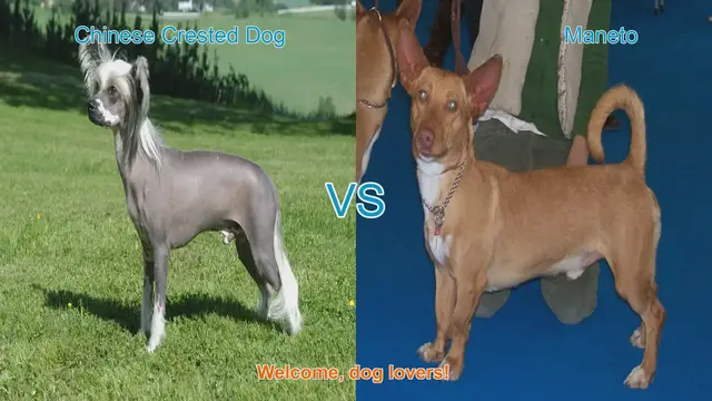 Video thumbnail for Chinese Crested Dog vs. Maneto: A Breed Comparison
