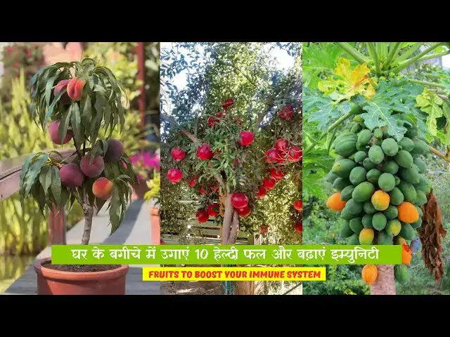'Video thumbnail for घर के बगीचे में उगाएं 10 हेल्दी फल और बढ़ाएं इम्युनिटी | Fruits to Boost Your Immune System'