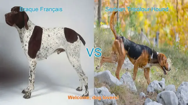 Video thumbnail for Braque Français vs. Serbian Tricolour Hound: A Comprehensive Comparison