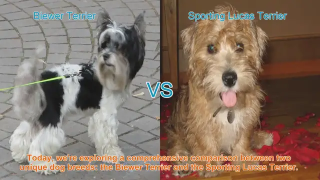 Video thumbnail for Biewer Terrier vs. Sporting Lucas Terrier: A Comprehensive Comparison